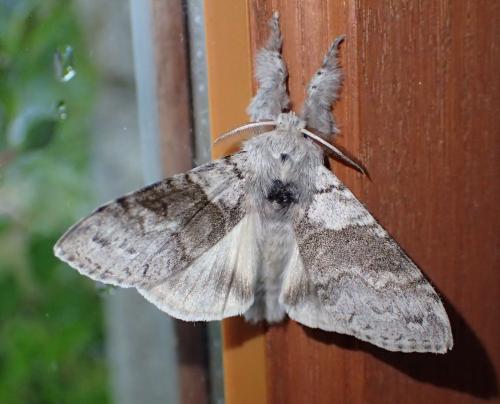 Réf. 232 389 : Calliteara pudibunda
